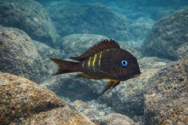 Tropheus sp. 'crescentic' Katete (Ubwari)